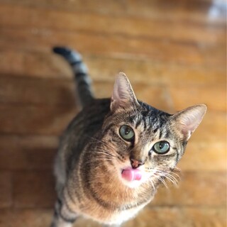 エメラルドグリーンの瞳の女の子