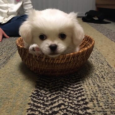 まだ食パンサイズだったきなこ