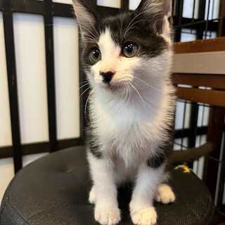 元気いっぱいで人が大好き☆ぺち