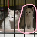 保護した子猫♂を大切にして下さる方募集