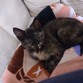 可愛いさびちゃんです！