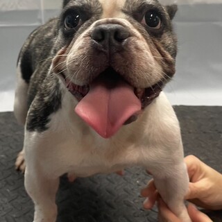 【お迎え交渉中の為募集停止します】フレブルちゃん♀