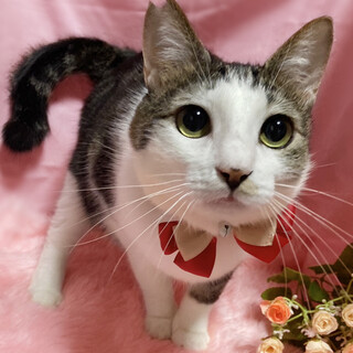 初心者向◎人懐っこい甘えん坊！アメショ風『そよ君』