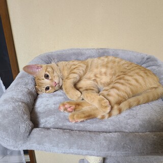 茶トラ（雄）3ヶ月の子猫です、宜しくお願いします。