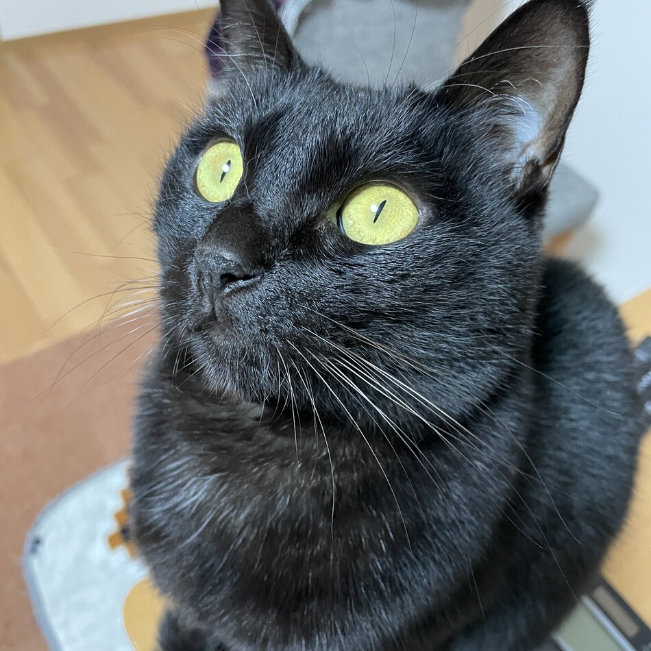 もぐのカバー写真
