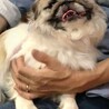 抱っこが大好き、ペキニーズの女の子やよい サムネイル5