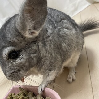 チンチラ　グレーの男の子（13歳）