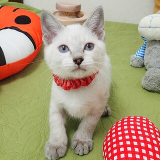 【10/29東銀座】チルちゃん★3ヵ月♪