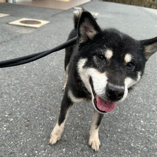 可愛い黒柴のおはなちゃん