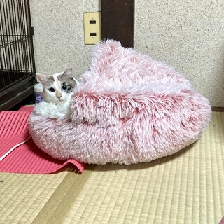 甘えん坊の可愛いシャムmixの女の子