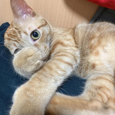 2歳くらいの頃。まだ全然痩せてます…