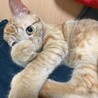 2歳くらいの頃。まだ全然痩せてます…