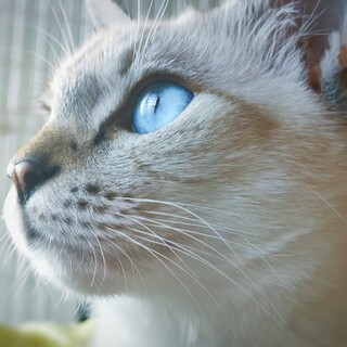 露草色に潤う青い瞳　つゆ君