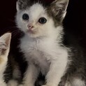 ハチワレちゃんの里親様を募集しています。