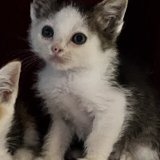 ハチワレちゃんの里親様を募集しています。