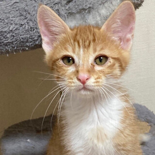 人懐こい茶トラ男子キーマくん♂3か月半