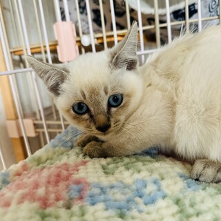 シャムっぽい女の子可愛いです。