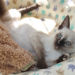 とっても可愛いシャムＭＩＸのエースちゃんです