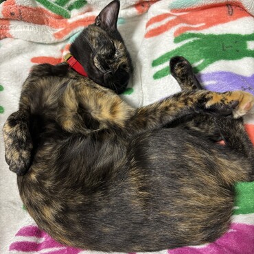 みかづきの写真