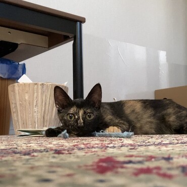 みかづきの写真