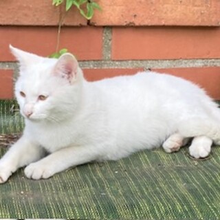 白い子ネコ（チコ）の里親募集