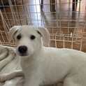 ラブラドール風・中型子犬