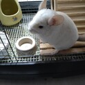 チンチラさくらちゃん