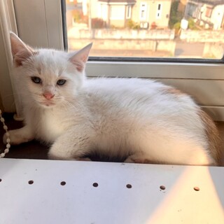 1.5ヶ月子猫、里親募集中