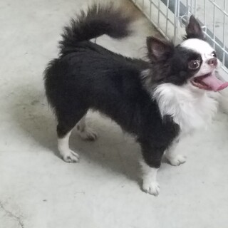 引退犬のチワワの男の子です