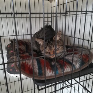 FIVキャリアです。キジトラ推定2歳♂