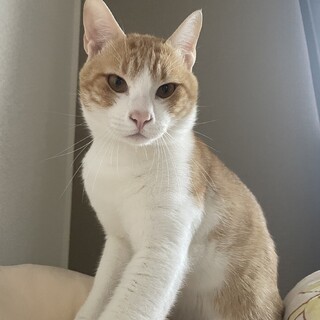 至急！どちらかでいいのでキジ猫の里親募集
