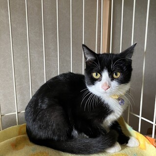 手術済み　白黒ハチワレ男の子　里親さんと決定