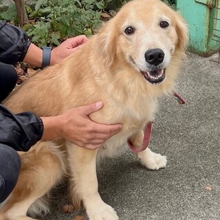 23-W260 可愛いゴールデンレトリバー♪