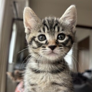 ぴっちぴちボーイのカツオくんです