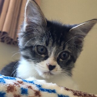 募集停止ふわふわキジ白系女子❤️フレイヤ