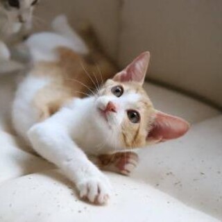 【チャチャ】しあわせにゃんこになりました