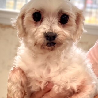 ★シニア部★23-W273　マルチーズ♪