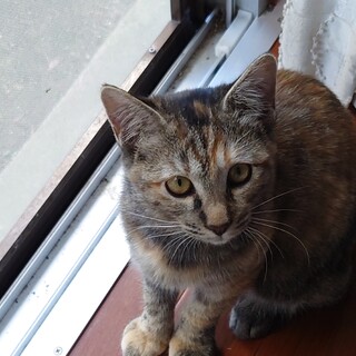 保護子猫のサバトラちゃん