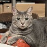 あーにゃんこ サムネイル4