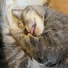 あーにゃんこ サムネイル5