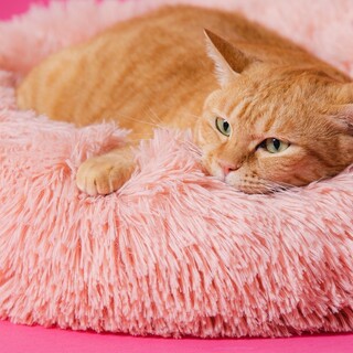 茶トラのジャパニーズボブテイルの女の子