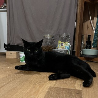 オリパラ猫・国立競技場の黒ちゃん（♂）
