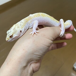 ヒョウモントカゲモドキ2匹