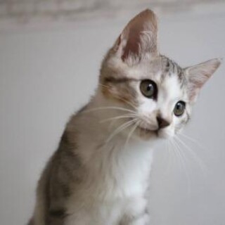 マオリ♡しあわせにゃんこになりました㊗