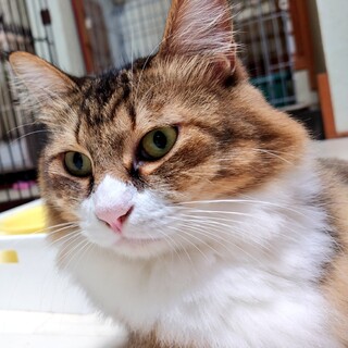 腹囲がまん丸・ノルウェージャンMIXのりょう君３才