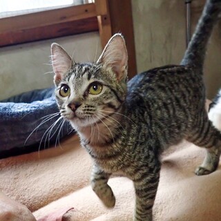 キジトラ人が好き猫も好き可愛いニナちゃん