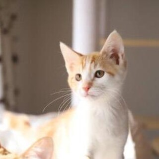 キアヌ♡しあわせにゃんこになりました㊗