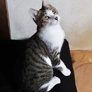 人も猫も好き美猫の白キジ女の子カナちゃん