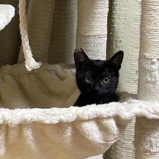 生後3ヶ月黒猫コロちゃん　耳カットあり