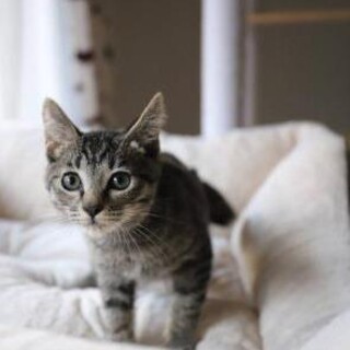 ラー♡しあわせにゃんこになりました♡